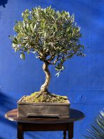 Olive Bonsai 
