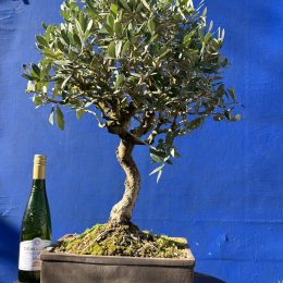 Olive Bonsai 