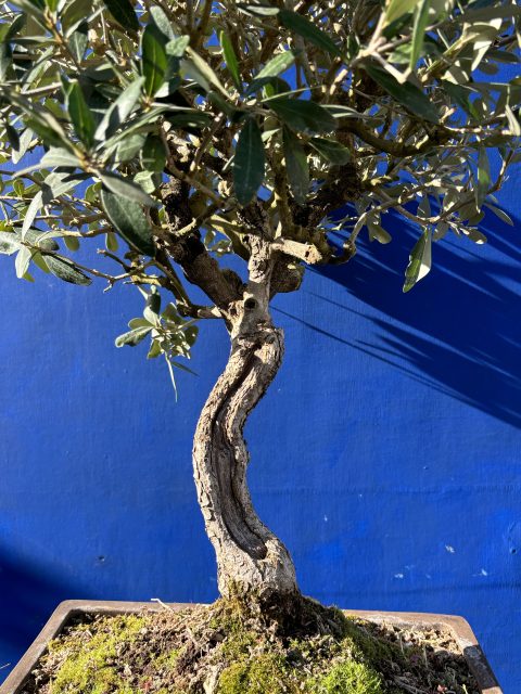 Olive Bonsai delivery included - The Norfolk Olive Tree Company