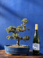Cotoneaster Bonsai cloud