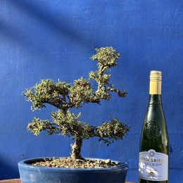 Cotoneaster Bonsai cloud