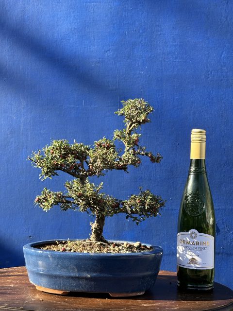 Cotoneaster Bonsai cloud