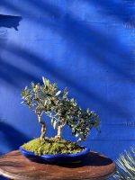 Olive Forest Bonsai style