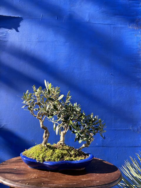 Olive Forest Bonsai style