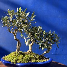 Olive Forest Bonsai style