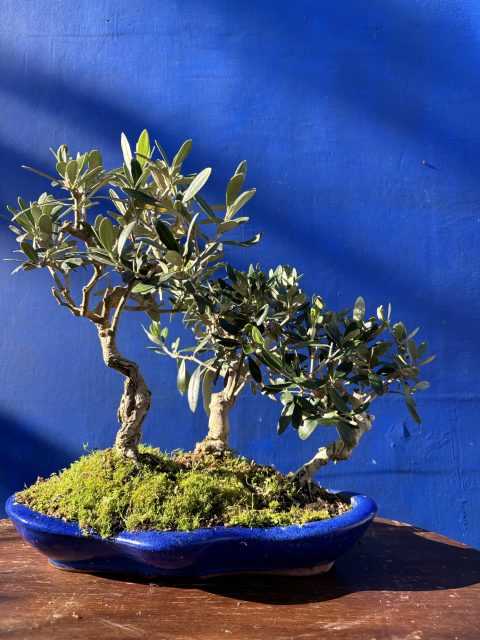 Olive Forest Bonsai style
