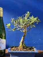Olive Bonsai 