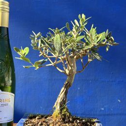 Olive Bonsai 