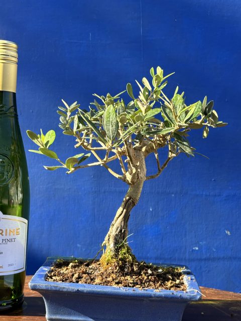 Olive Bonsai 
