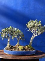 Olive Forest Bonsai style