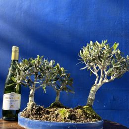 Olive Forest Bonsai style