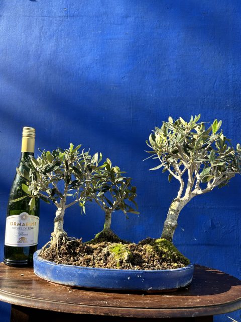 Olive Forest Bonsai style