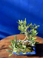 Olive Bonsai 