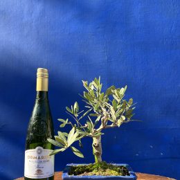 Olive Bonsai 