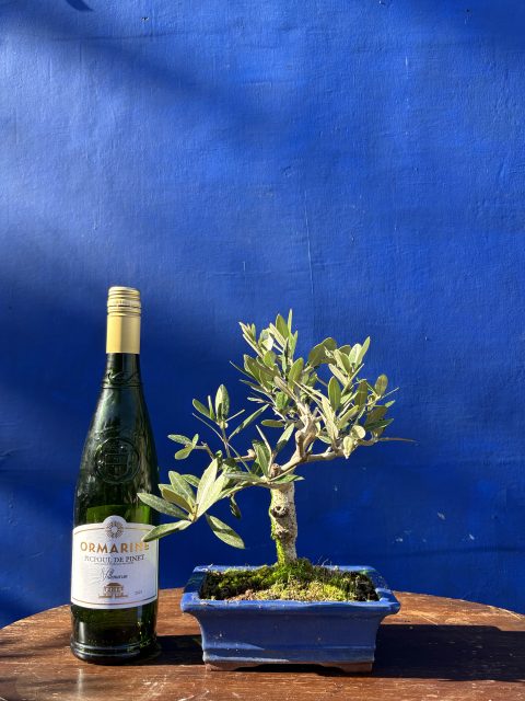 Olive Bonsai 
