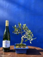 Olive Bonsai 