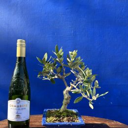 Olive Bonsai 