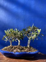 Olive Forest Bonsai style
