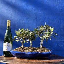 Olive Forest Bonsai style