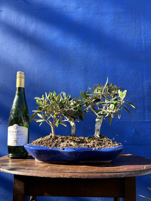 Olive Forest Bonsai style