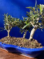Olive Forest Bonsai style