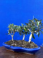 Olive Forest Bonsai style