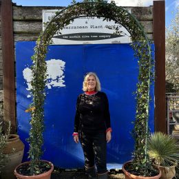 Topiary Jasmine arch