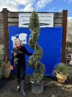 Spiral topiary Olive Tree