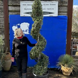 Spiral topiary Olive Tree