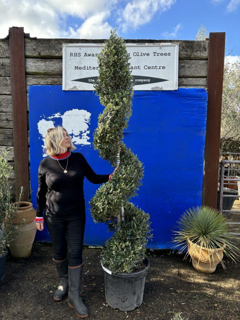 Spiral topiary Olive Tree