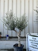 Vase shaped Olive tree
