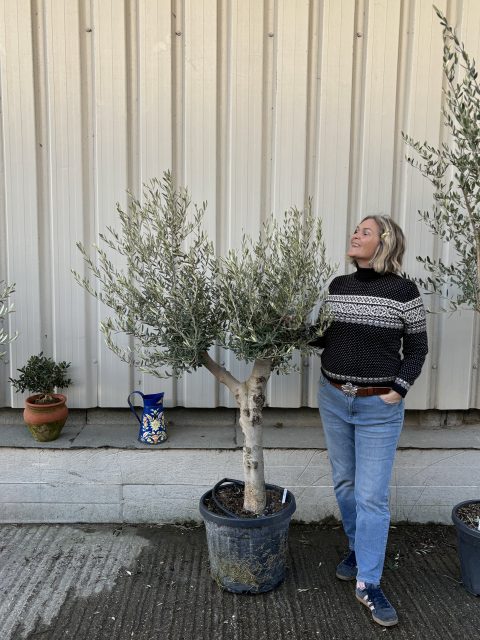 Vase shaped Olive tree