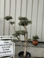 Niwaki cloud Olive Tree