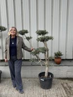 Niwaki cloud Olive Tree