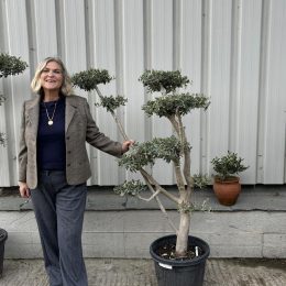 Niwaki cloud Olive Tree