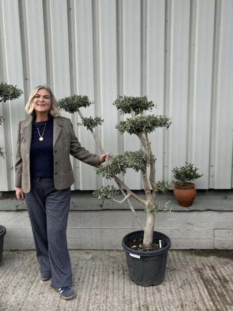 Niwaki cloud Olive Tree