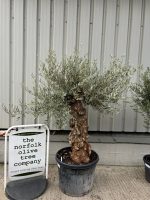 Patio Olive tree