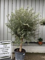 IMG_5329 Bushy olive tree