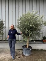 IMG_5330 Bushy olive tree