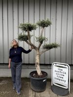 Smooth stem cloud tree