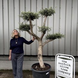 Smooth stem cloud tree