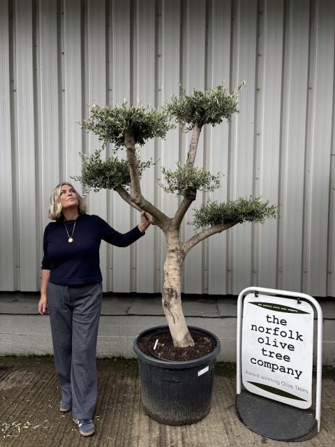 Smooth stem cloud tree
