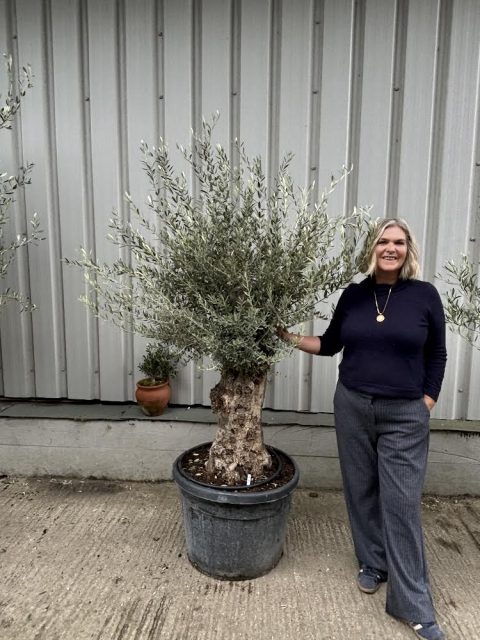 Charming gnarled Olive tree