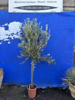 Standard Olive tree
