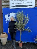 Standard Olive tree