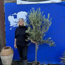Standard Olive tree