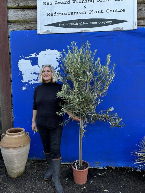 Standard Olive tree