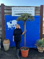 Wisteria Sinensis Spiral Stem Umbrella Tree