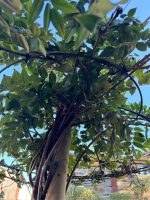 Wisteria Sinensis Spiral Stem Umbrella Tree