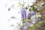 Wisteria Sinensis Spiral Stem Umbrella Tree